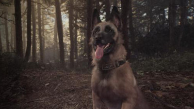 Как использовать собаку по кличке &laquo;Пуля&raquo; в игре Blair Witch?